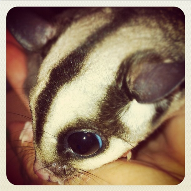 Luna the Sugar Glider